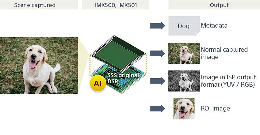 שילוב בינה מלאכותית בחיישן מאפשר להפיק מתמונת הכלב (משמאל) רק את המידע הנחוץ ליישום (מימין)