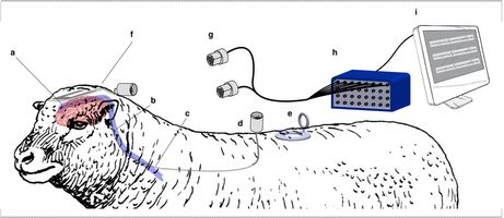 מבנה הניסוי שבוצע. המידע שודר מהמוח אל מקלט חיצוני